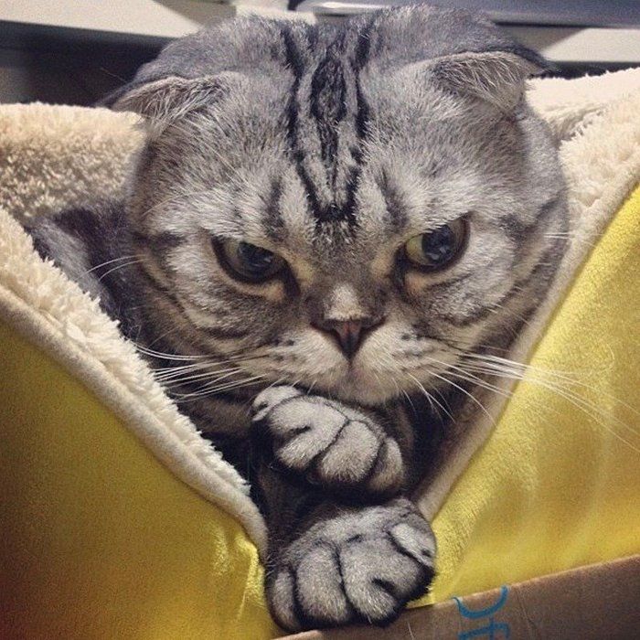 @tacos_cat