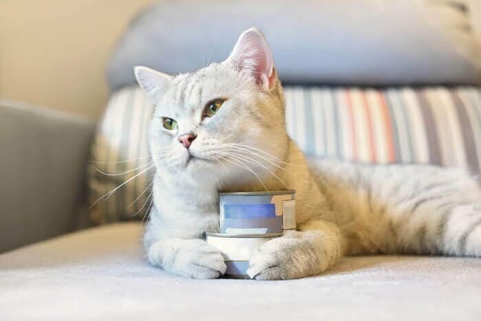 たそがれ猫