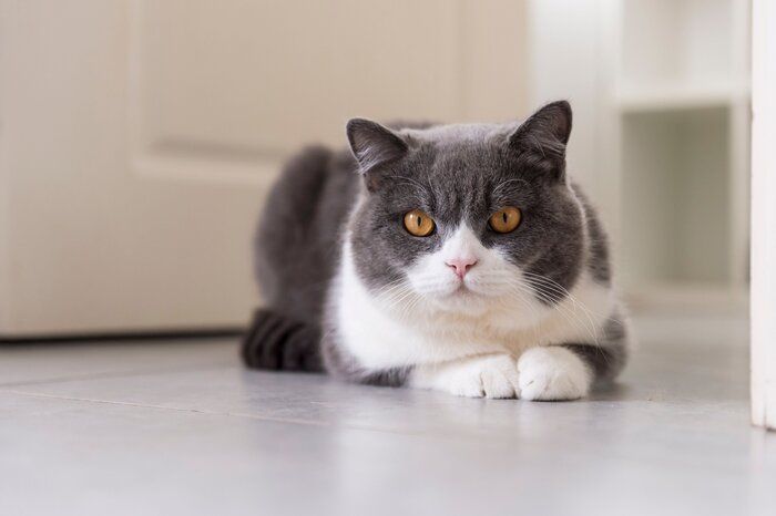 じっと見つめる猫