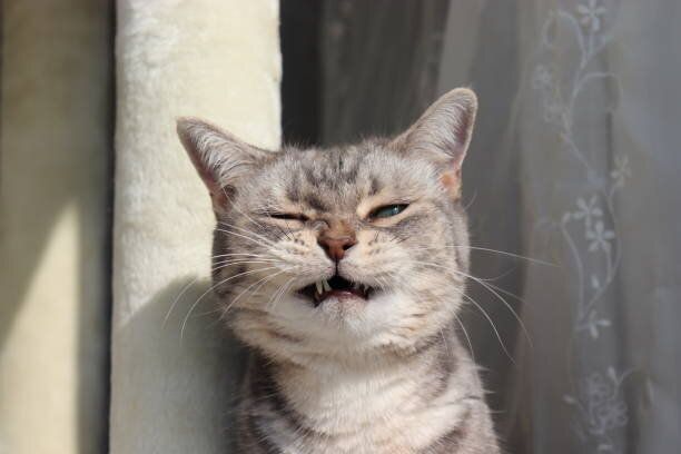 口を半開きしている猫