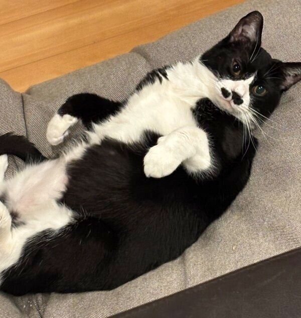 ごろんと転がるまるもちゃん