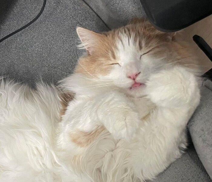 椅子の上で爆睡する博士くん