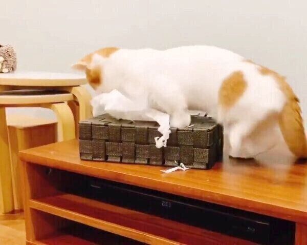 イタズラするもち丸くん