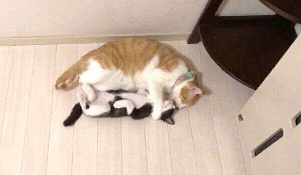 むーくんが可愛すぎて眠れないむぎくん