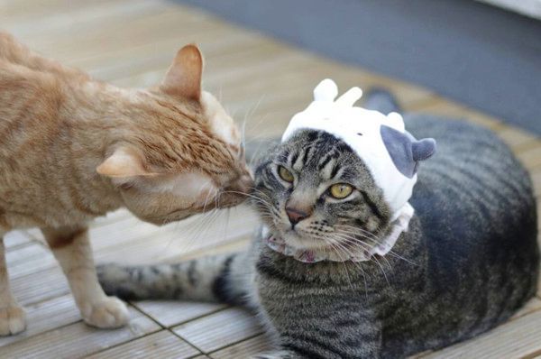 鼻をスンスンさせる猫