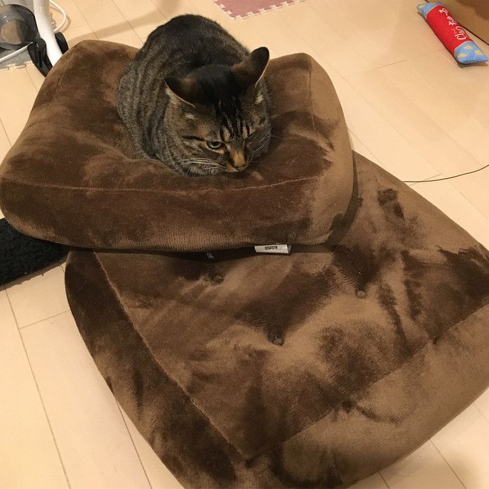 ルナくん