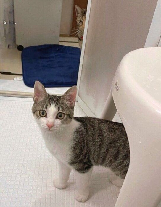 お風呂探検に来た琥珀くん