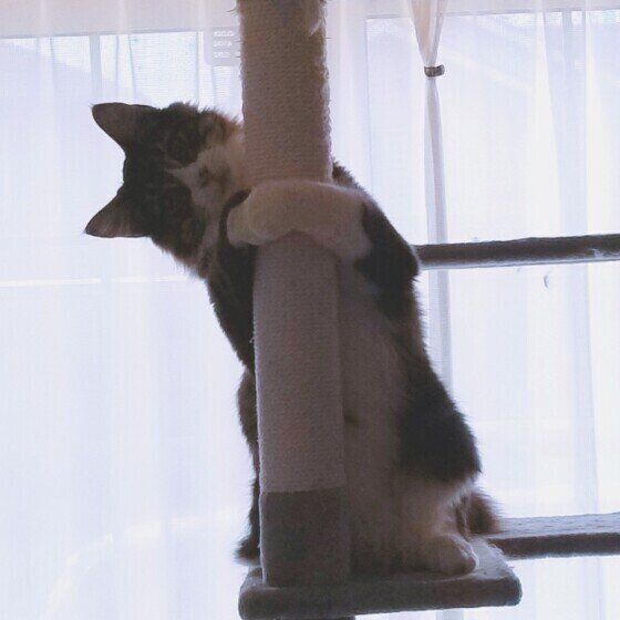 爪とぎ中に呼ばれた猫(メインクーン、オス)