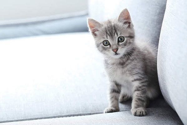 見つめる猫