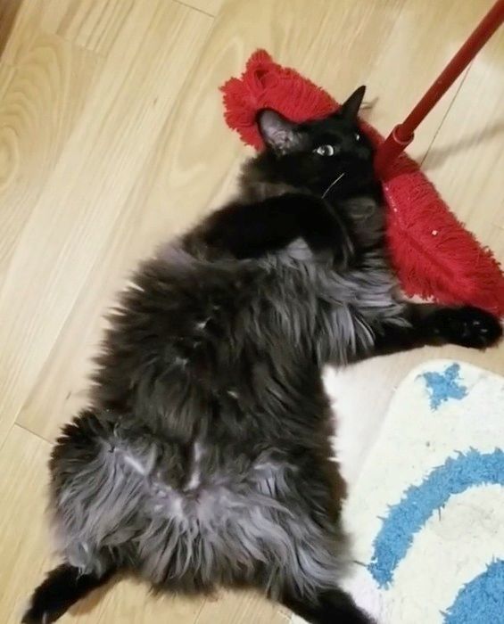 寝転ぶ猫