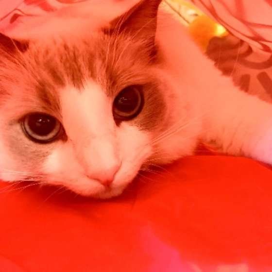見つめる こむぎちゃん