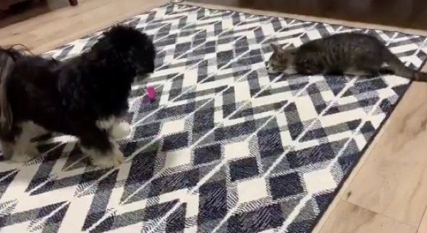 猫じゃらしで遊ぶアレサちゃんとマーロンくん