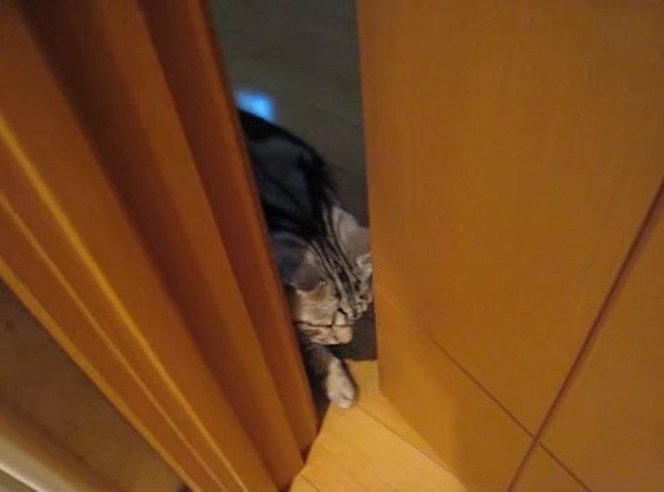 猫の肉球