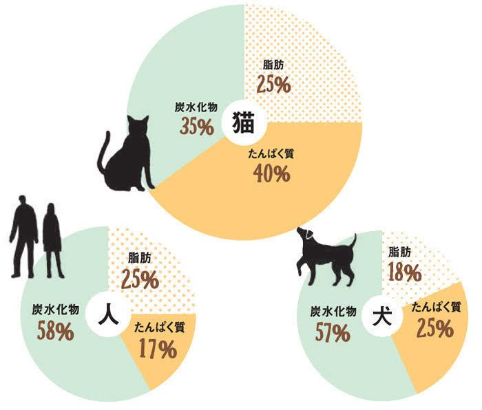 三大栄養素の割合