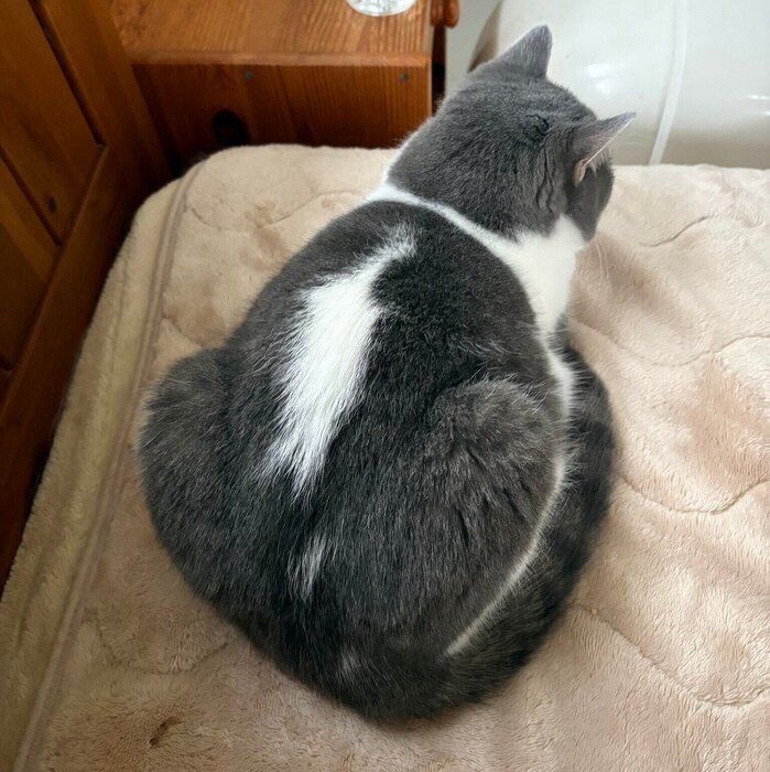 首元と背中に特徴的な模様があるウリちゃん