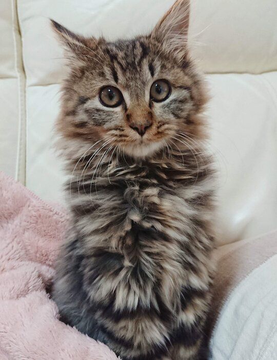 飼い主を見る子猫