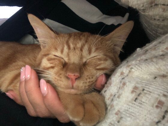 甘える猫