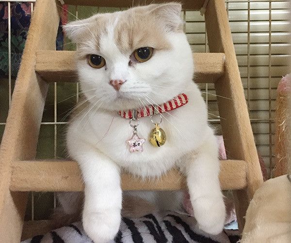見つめる猫