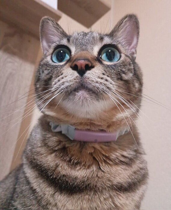 「いつも視界に入ってくる」ほど甘えん坊だというちまくん