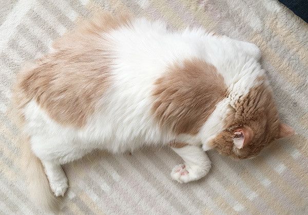 眠る猫