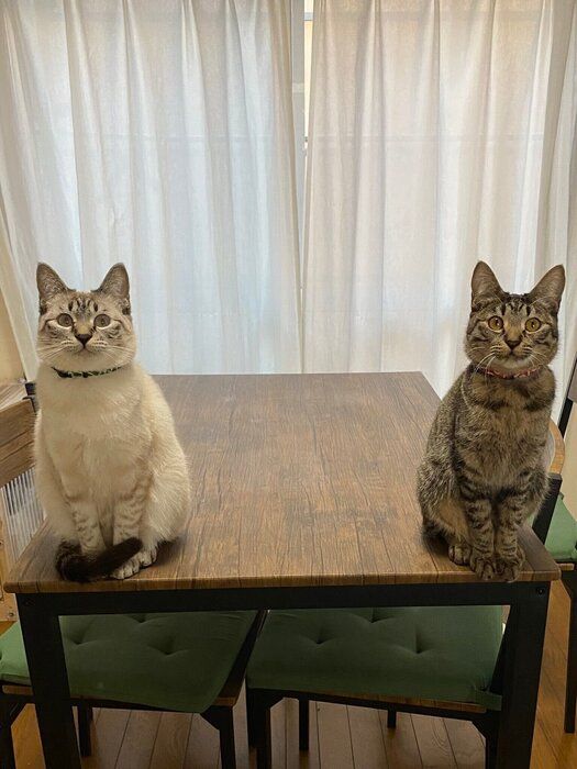 門番のような2匹