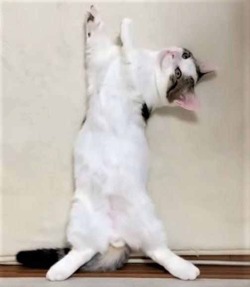 猫の豆大福ちゃん