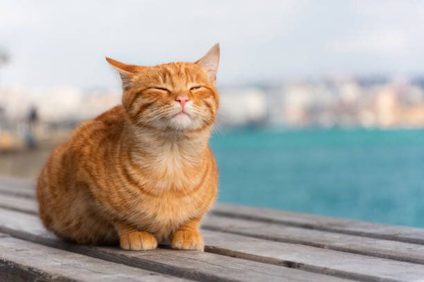 屋根の上に座っている茶トラ猫