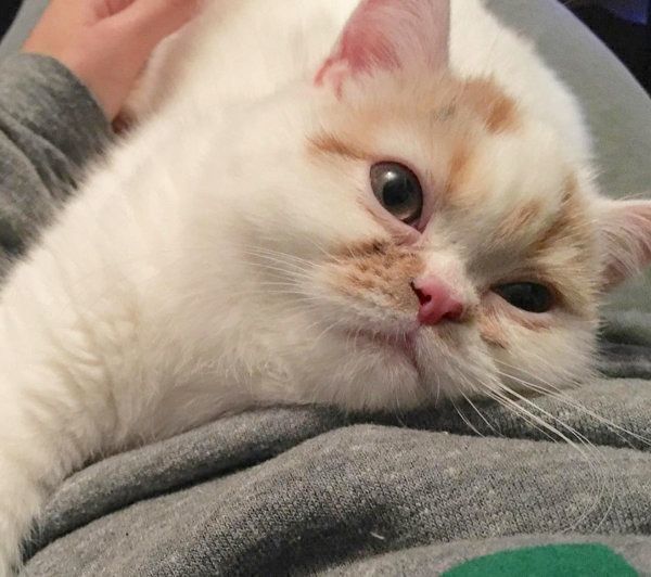 おもちちゃん