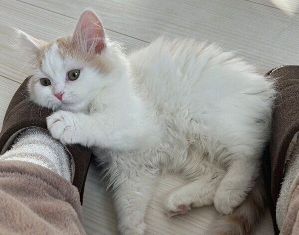 子猫時代のらみゃくん