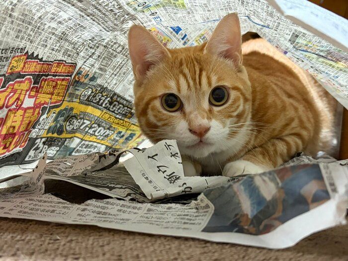 飼い主を見つめる猫