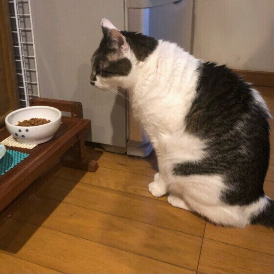 フードを見つめるラブくん