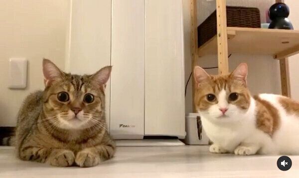 見つめる茶葉ちゃんと茶太くん