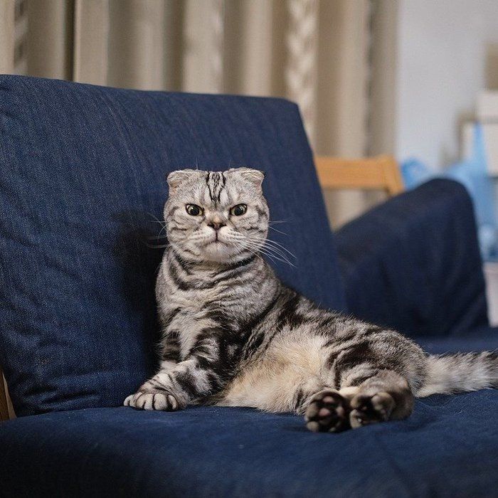 @tacos_cat