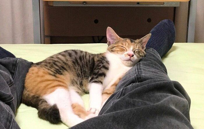 飼い主の足を枕にして眠る猫