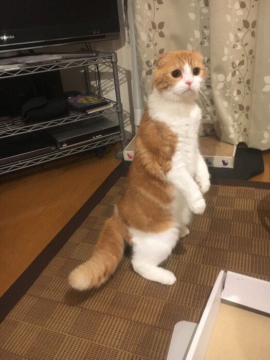 二本足で立つスコティッシュフォールドの響ちゃん