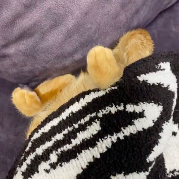 毛布にくるまるニャッタくん