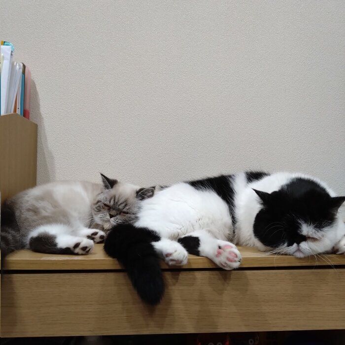 寝ている2匹のエキゾチックショートヘア