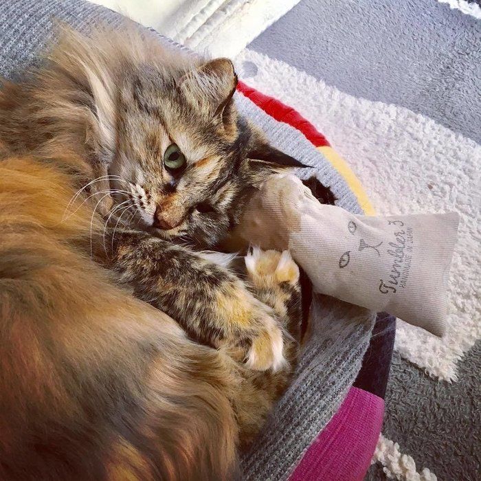 またたびキッカーに大興奮のシジミちゃん