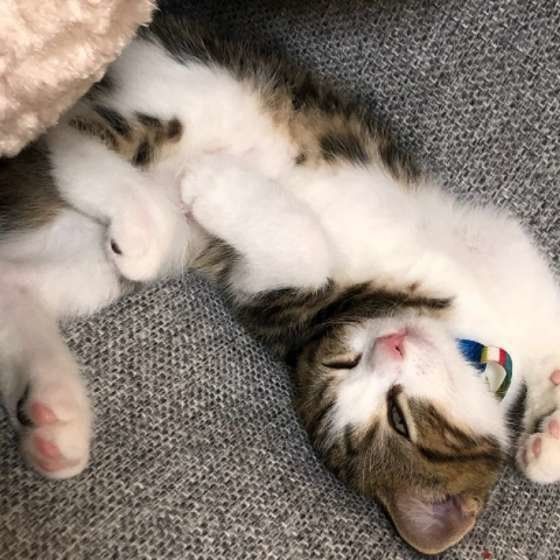 眠るスコティッシュフォールド