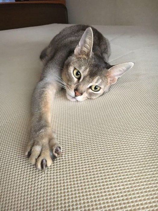 ねこのきもち投稿写真ギャラリー