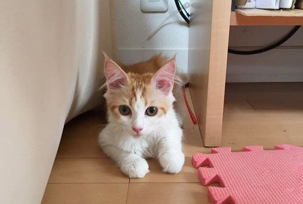 見つめる猫