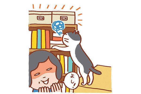 棚を見る猫