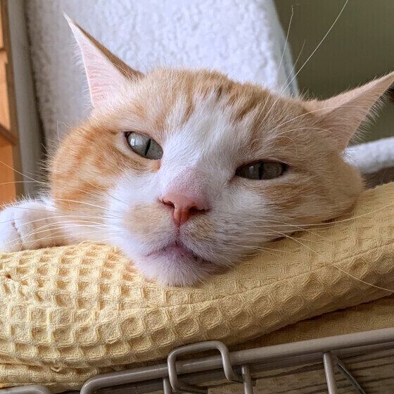 マンチカンのサスケくん