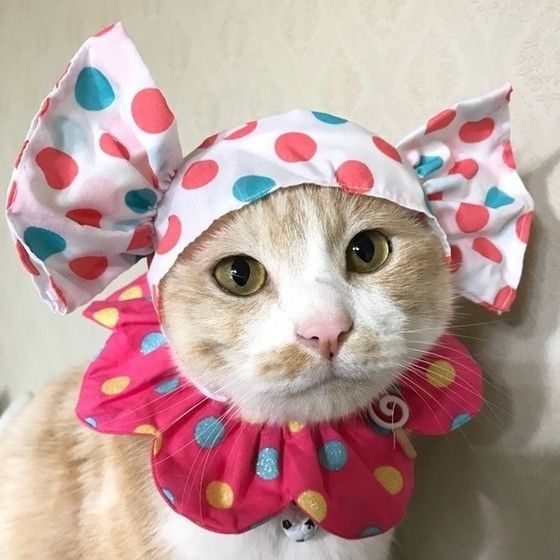 見つめる猫