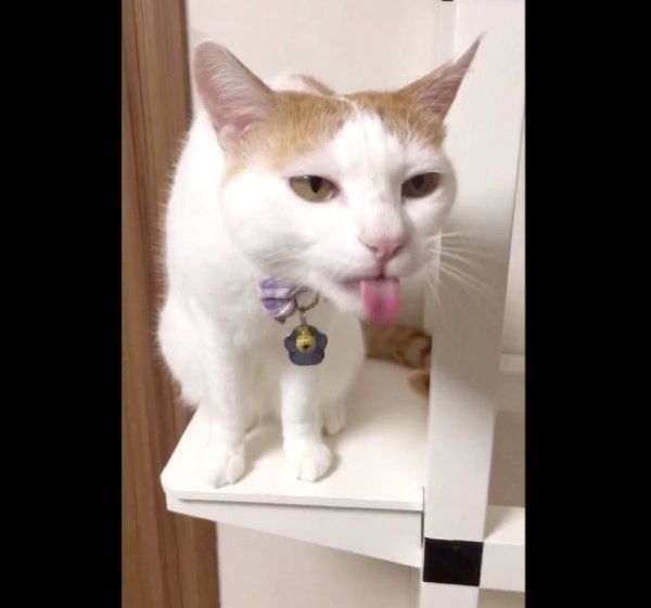 舌をペロペロするむぎちゃん