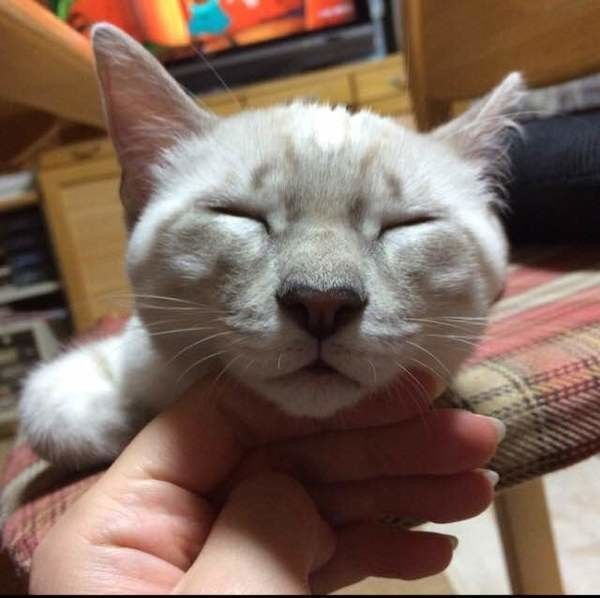 鼻がハートになっている猫