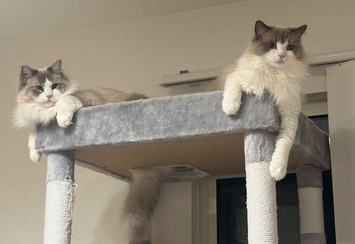 タワーの上にいる2匹のラグドール