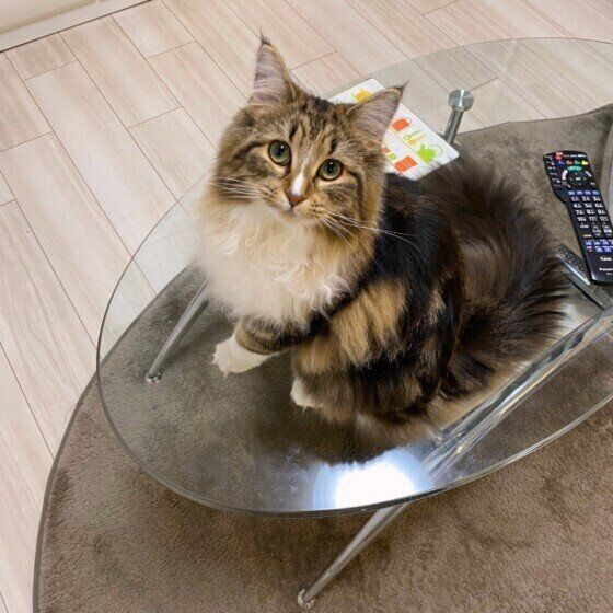 ノルウェージャンフォレストキャットのよもぎちゃん