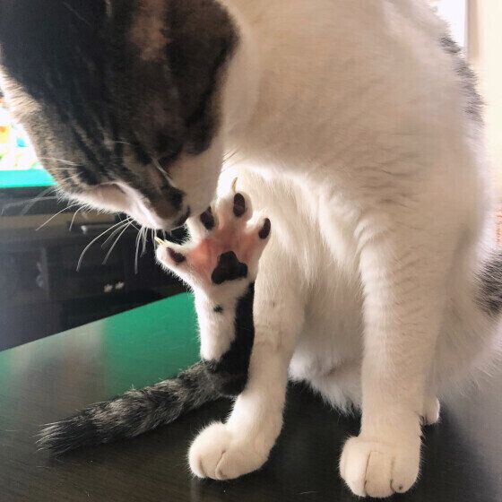 MIX黒白のラブくん