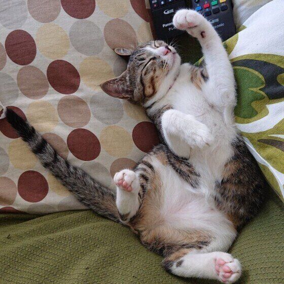 眠る猫